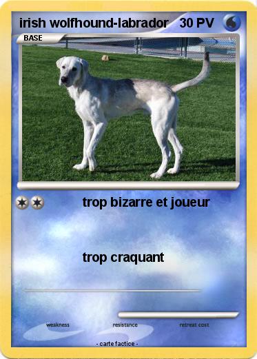 Pokemon irish wolfhound-labrador