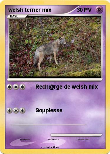 Pokemon welsh terrier mix