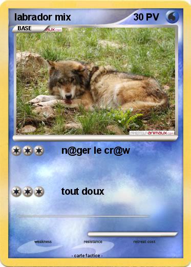 Pokemon labrador mix