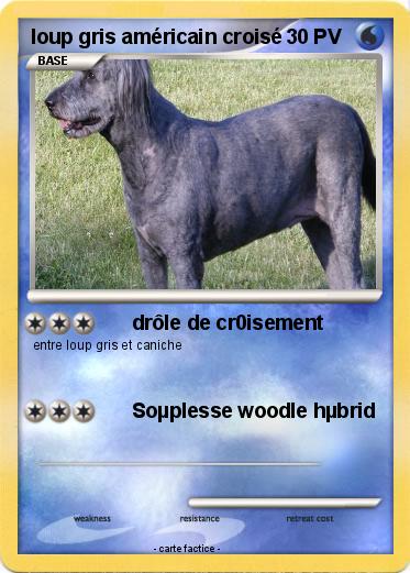 Pokemon loup gris américain croisé