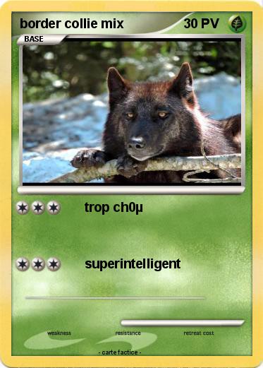 Pokemon border collie mix
