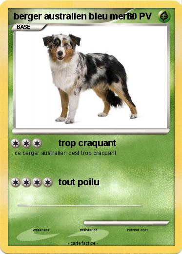 Pokemon berger australien bleu merle