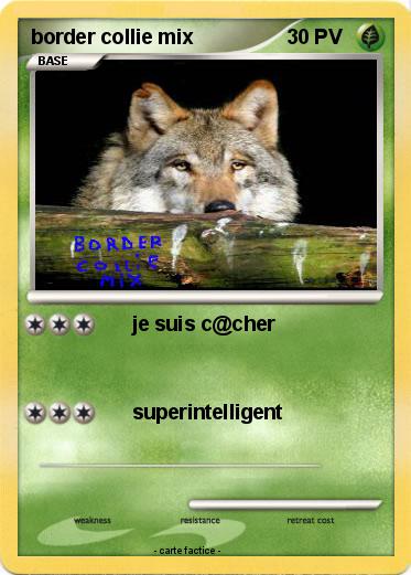 Pokemon border collie mix