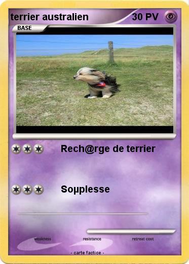 Pokemon terrier australien