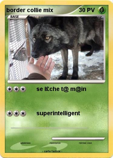 Pokemon border collie mix