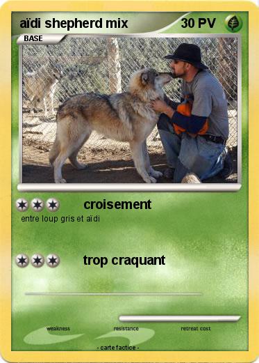 Pokemon aïdi shepherd mix