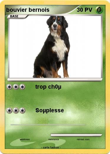 Pokemon bouvier bernois