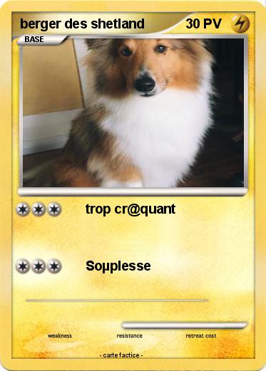 Pokemon berger des shetland