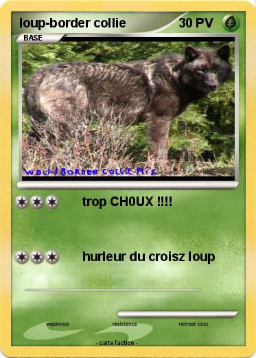 Pokemon loup-border collie