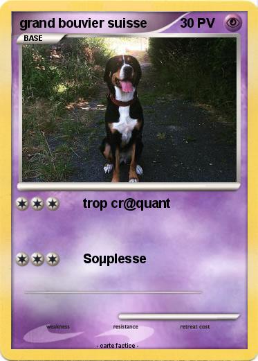 Pokemon grand bouvier suisse