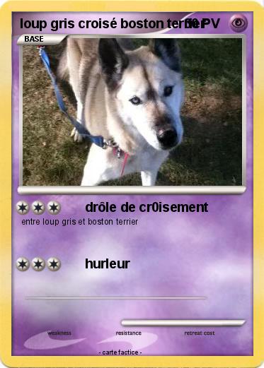 Pokemon loup gris croisé boston terrier