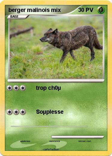 Pokemon berger malinois mix