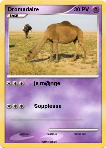 Pokemon Dromadaire