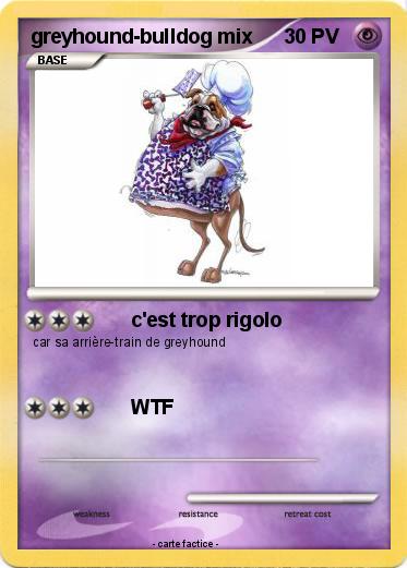 Pokemon greyhound-bulldog mix