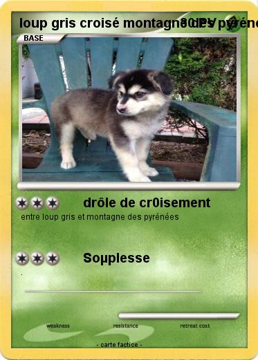 Pokemon loup gris croisé montagne des pyrénées