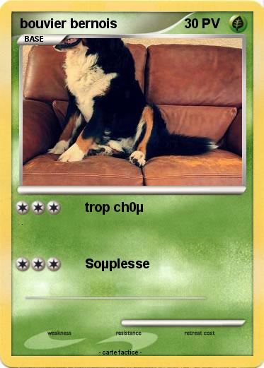 Pokemon bouvier bernois