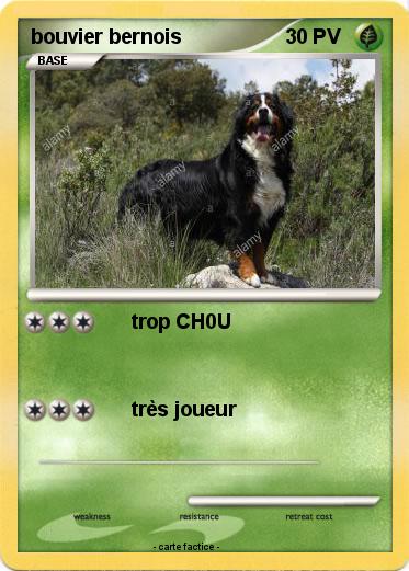 Pokemon bouvier bernois