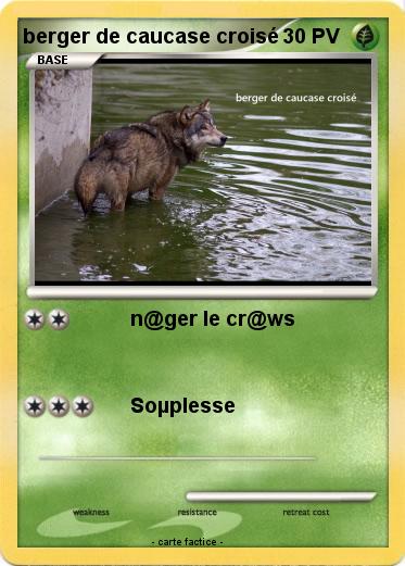 Pokemon berger de caucase croisé