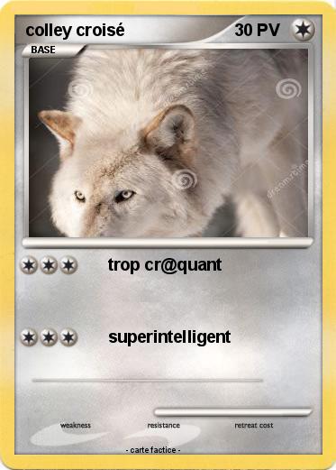 Pokemon colley croisé