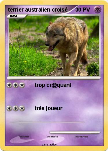 Pokemon terrier australien croisé