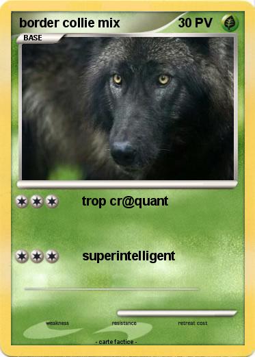 Pokemon border collie mix