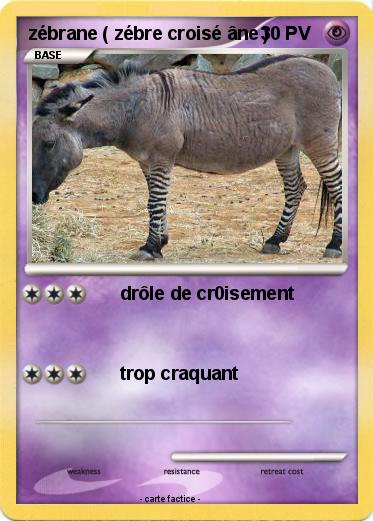 Pokemon zébrane ( zébre croisé âne )