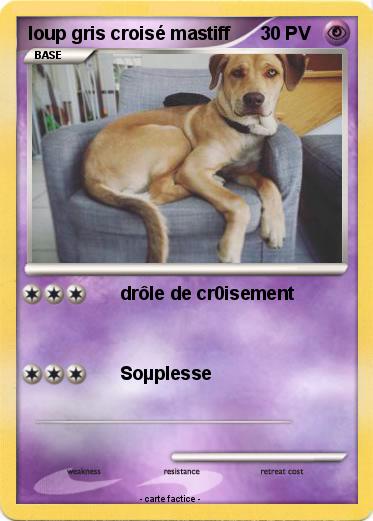 Pokemon loup gris croisé mastiff