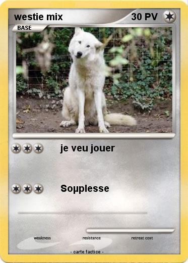 Pokemon westie mix