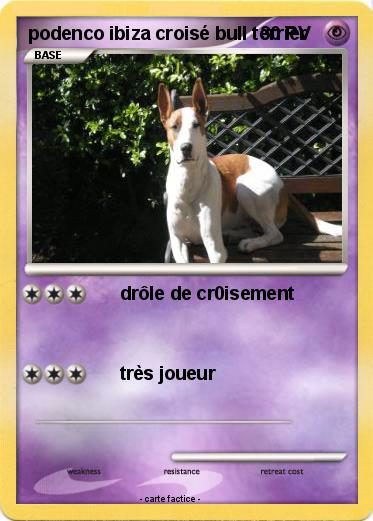 Pokemon podenco ibiza croisé bull terrier