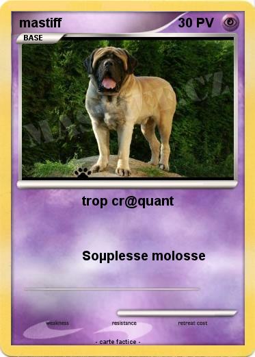 Pokemon mastiff