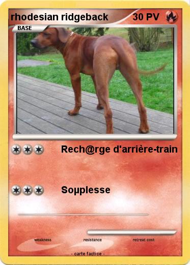 Pokemon rhodesian ridgeback