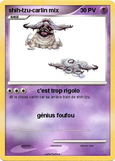 Pokemon shih-tzu-carlin mix