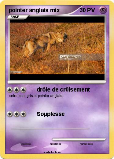 Pokemon pointer anglais mix