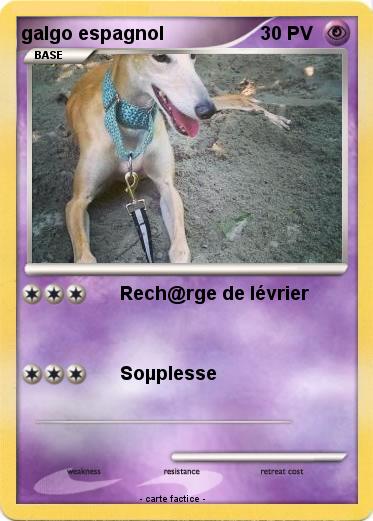 Pokemon galgo espagnol