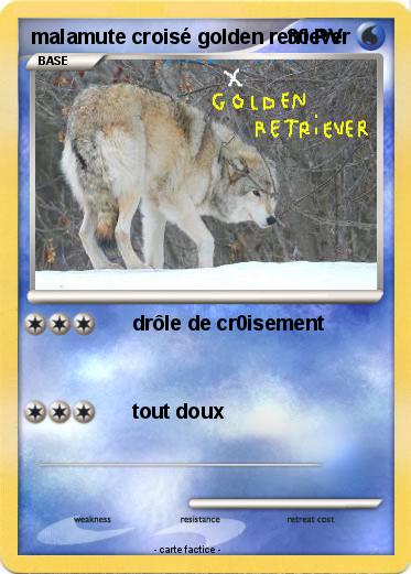 Pokemon malamute croisé golden retriever