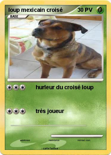 Pokemon loup mexicain croisé
