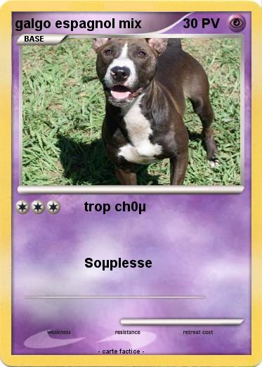 Pokemon galgo espagnol mix
