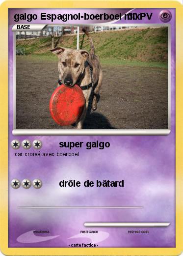 Pokemon galgo Espagnol-boerboel mix