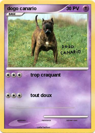 Pokemon dogo canario