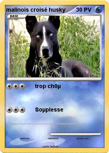 Pokemon malinois croisé husky