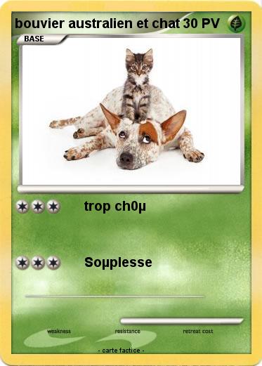 Pokemon bouvier australien et chat
