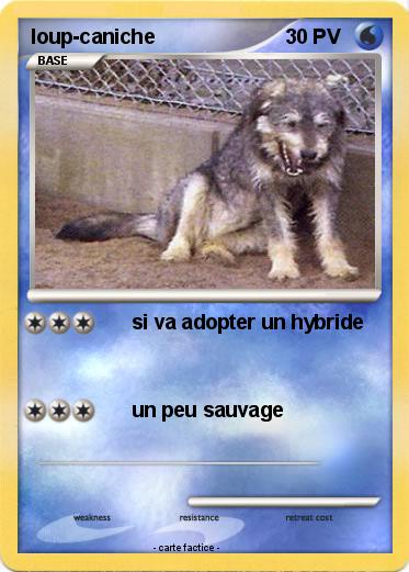 Pokemon loup-caniche