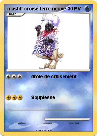 Pokemon mastiff croisé terre-neuve