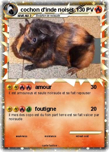Pokemon cochon d'inde noisët