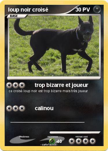 Pokemon loup noir croisé