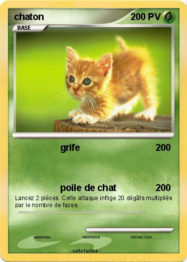 Pokemon chaton