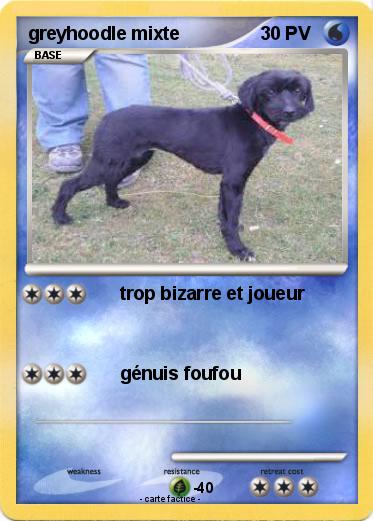 Pokemon greyhoodle mixte