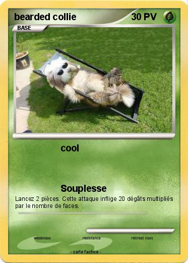 Pokemon bearded collie