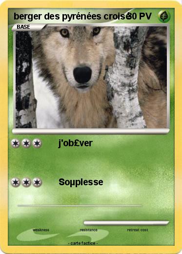 Pokemon berger des pyrénées croisé