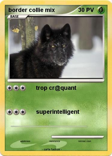 Pokemon border collie mix